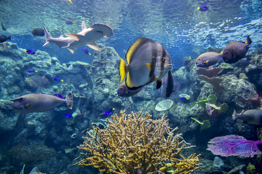 tropical Pacific exhibit with variety of fish, coral, and shark
