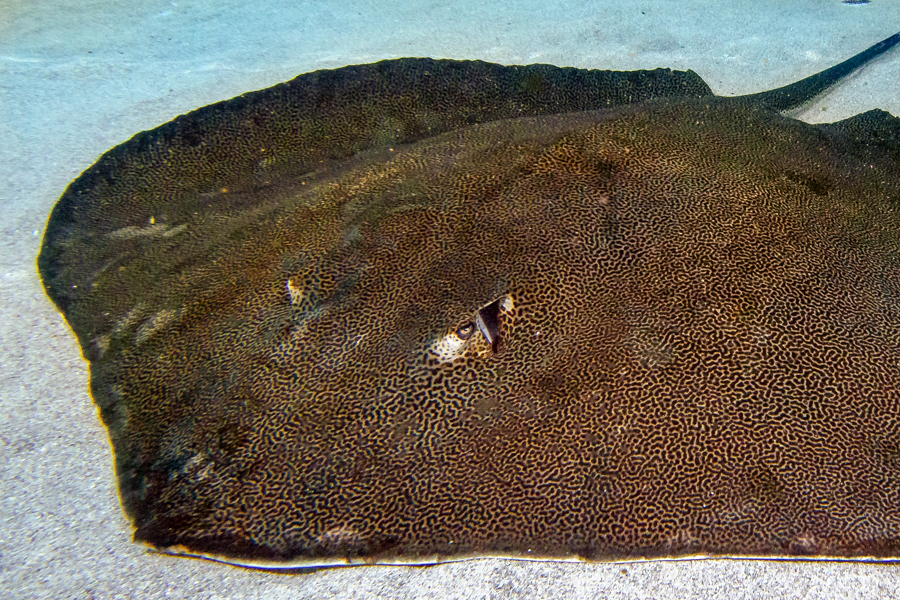 Reticulate Whiptail Ray