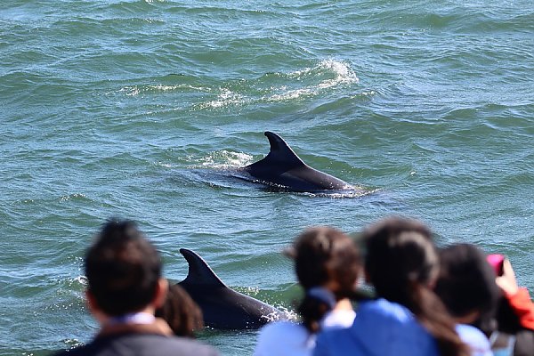 Bottlenose dolphins swimming by the front of the boat as it is stopped to observe them
