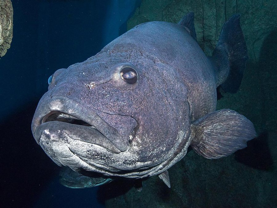 Three quarter view of swimming giant sea bass