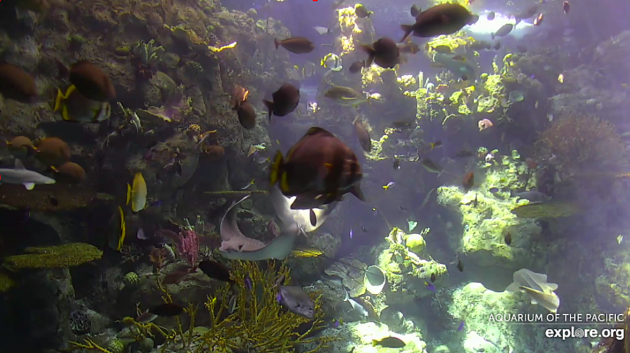 Tropical Reef Webcam capture