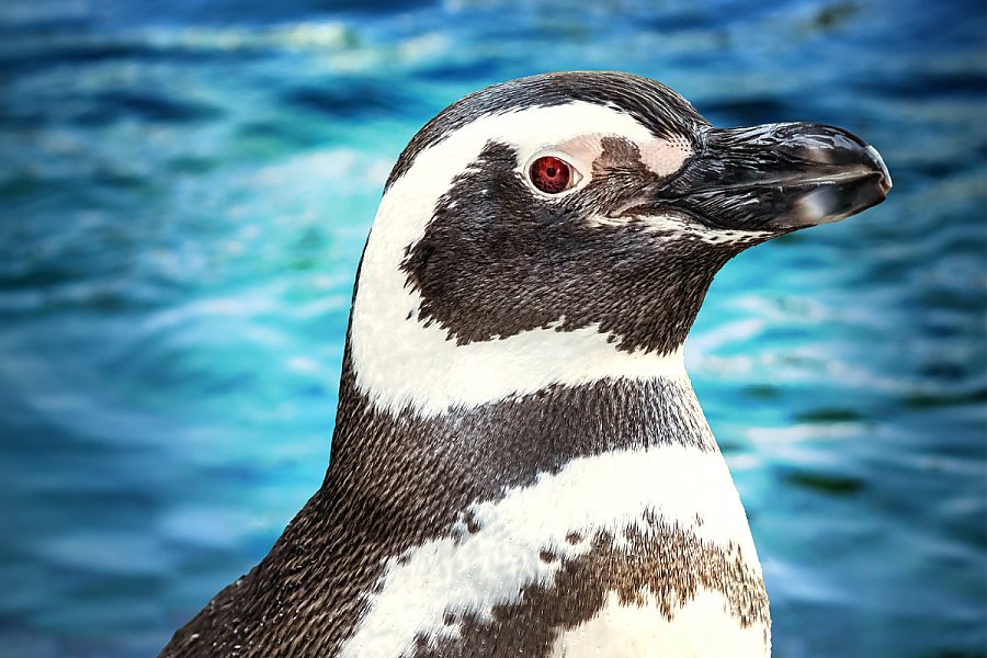 Penguin Floyd portrait with blue water background