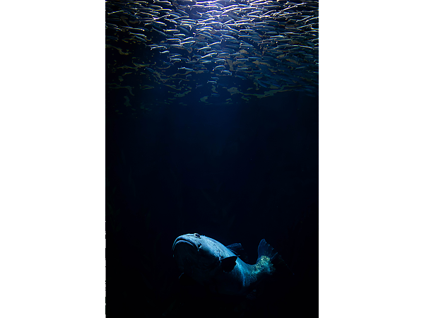 sardines swim above a giant sea bass - for main image field