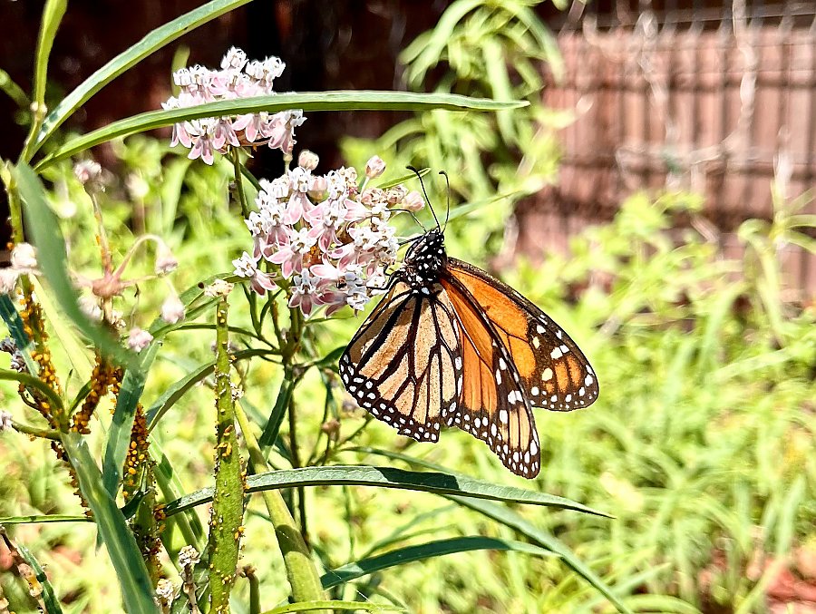 monarch butterfly on narrowleaf milkweed