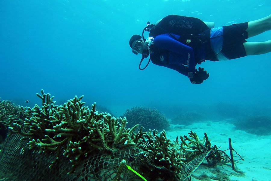 Aquarium of the Pacific Senior Aquarist Jay Harvey studies corals in a protected reef area in Guam.