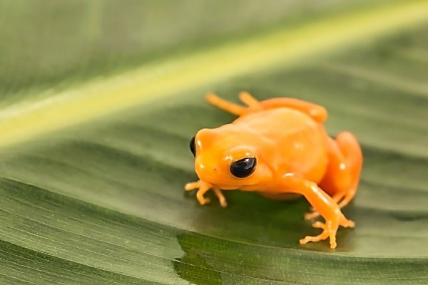 Golden mantella frog