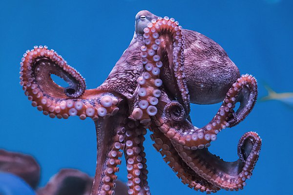 Pinkish red octopus in profile