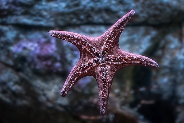 Underside of a purple colored sea star