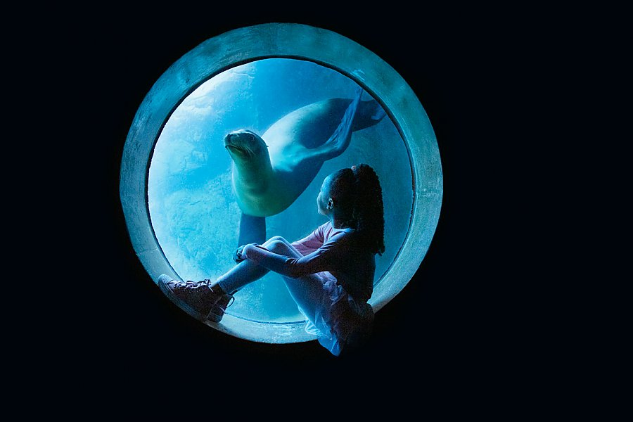 Child and sea lion in circular window