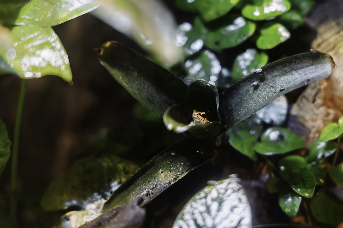 Poison dart frog tucked inside a bromeliad