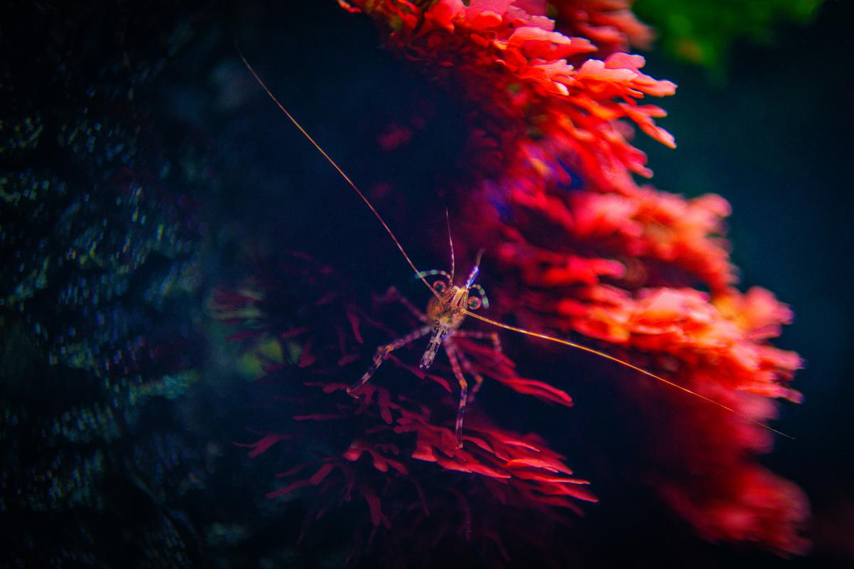 shrimp looks straight on surrounded by red algae