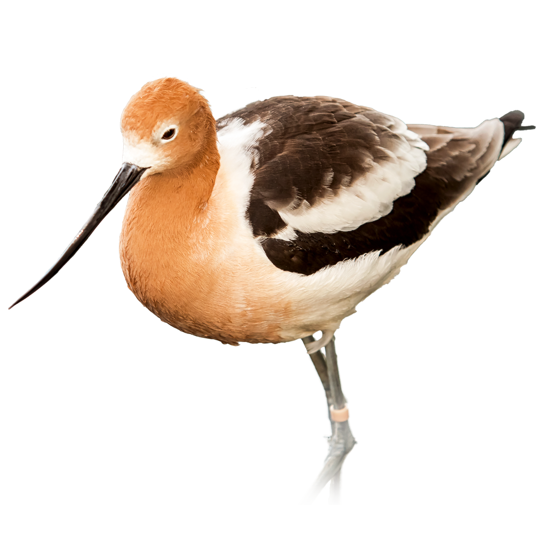 American Avocet bird in water