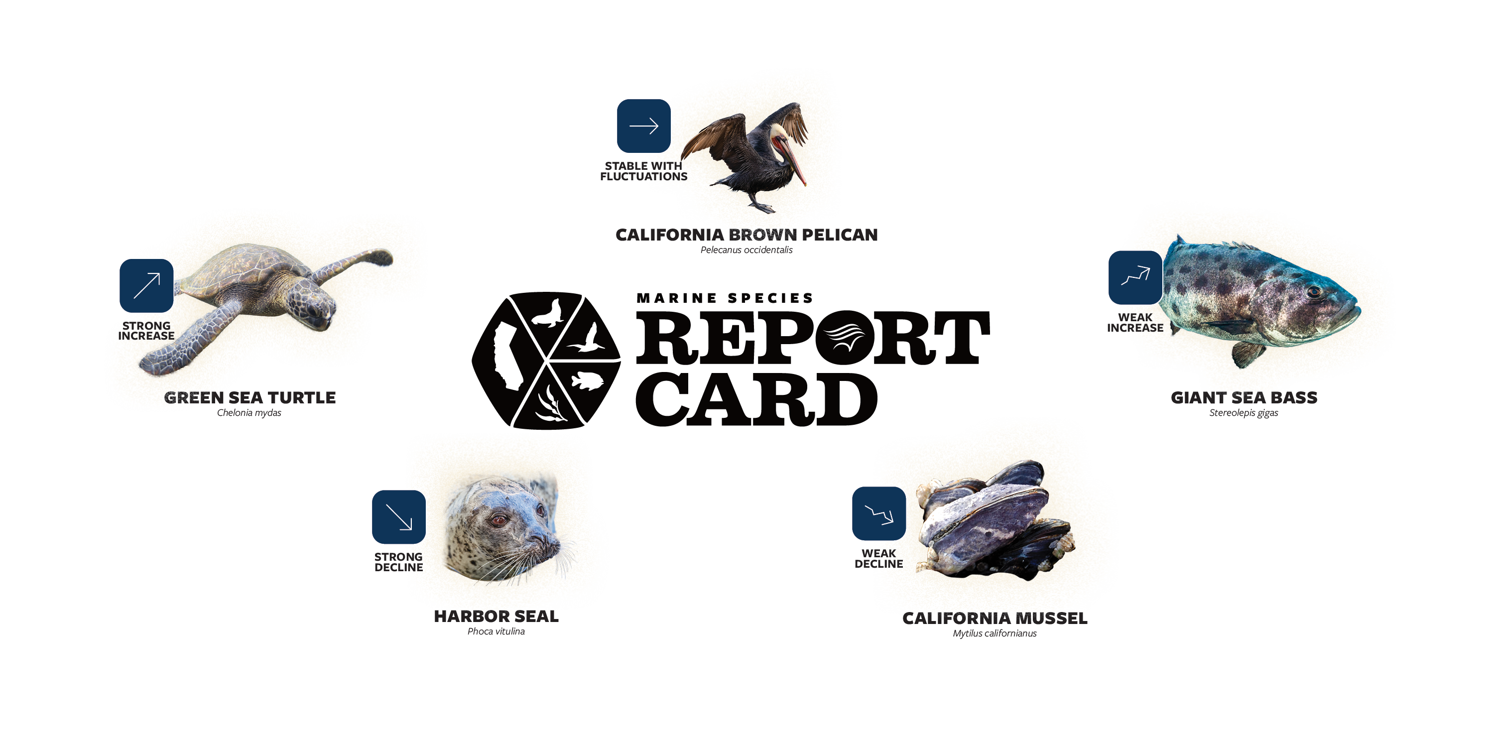 Marine Species Report Card graphic with five animals and icons