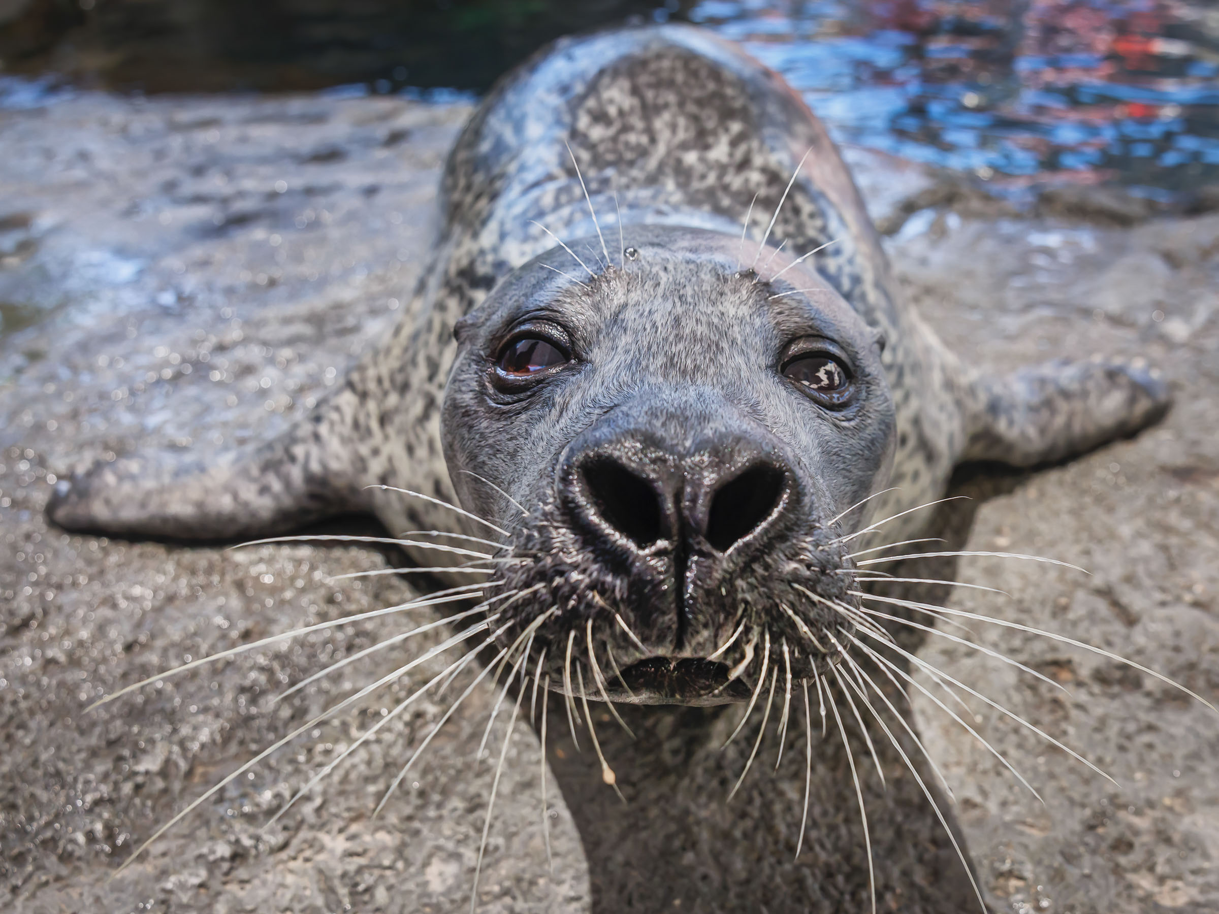 Closeup of harbor seal face