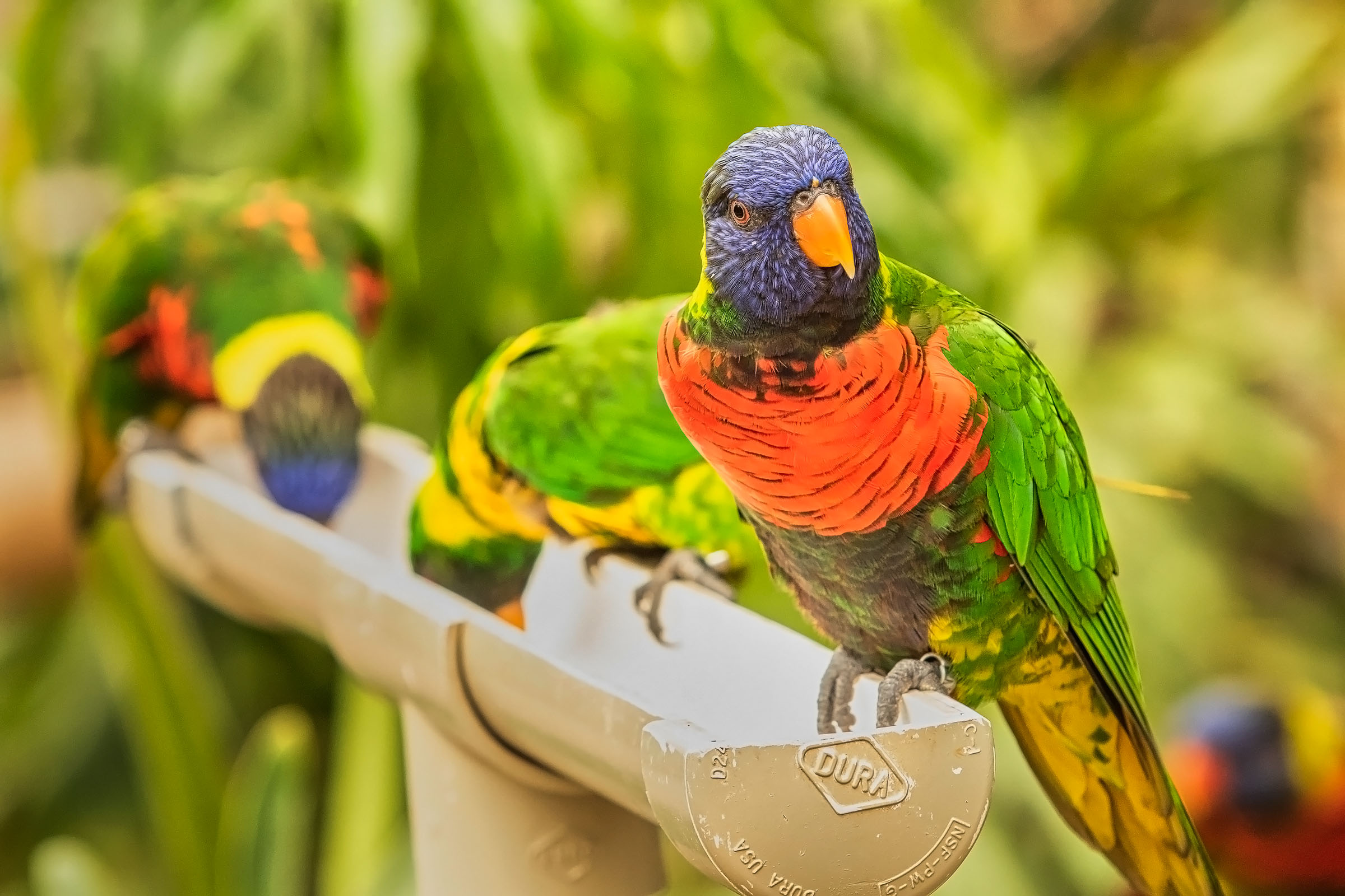 Lorikeets on a water trough