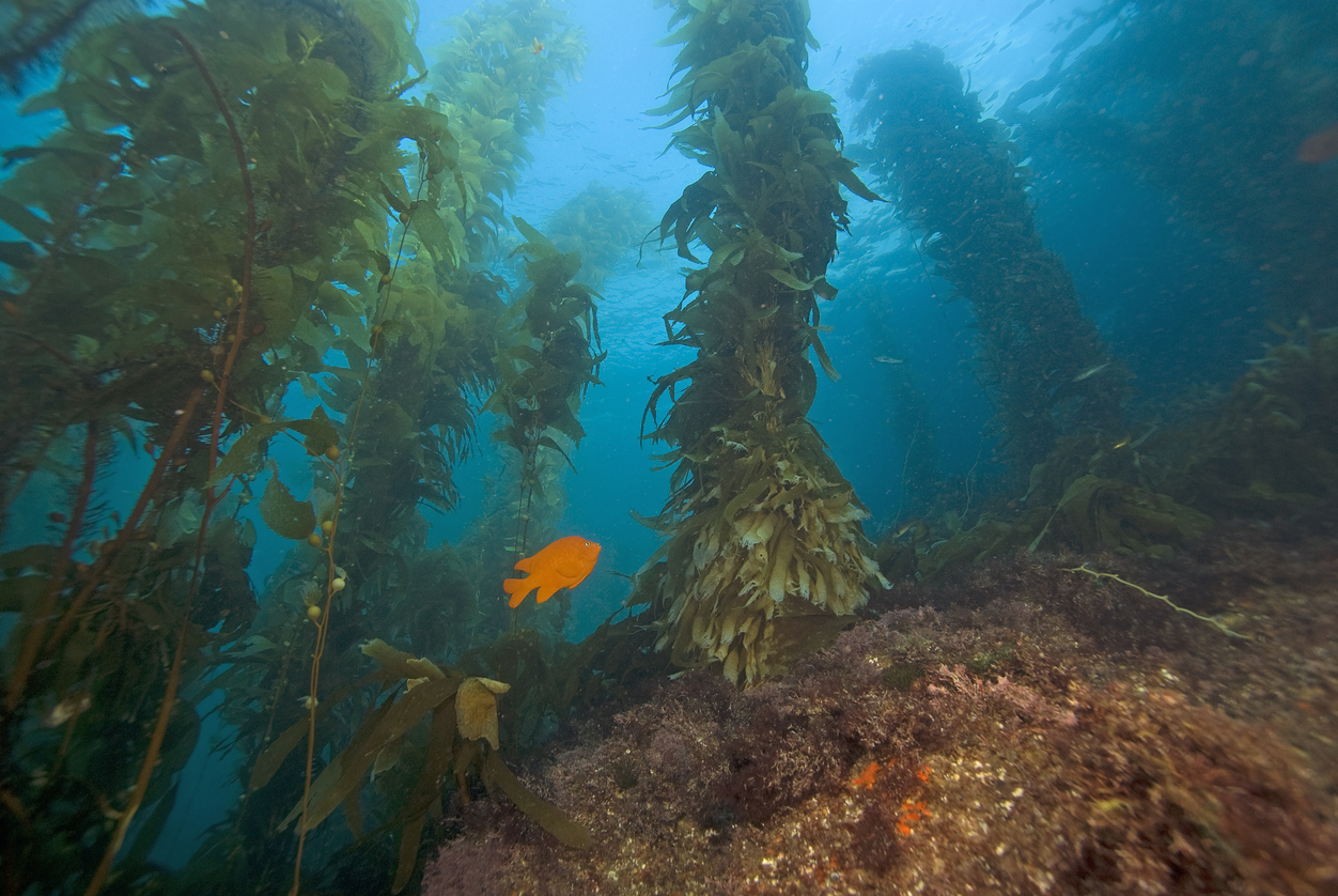 Kelp and rock habitat