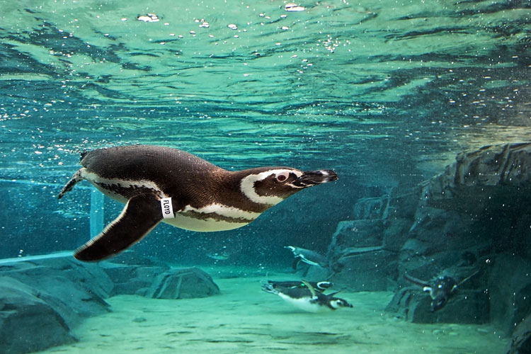 Penguins in water