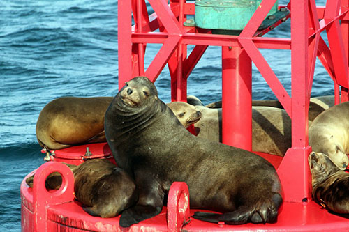 Sea Lions on red buoy